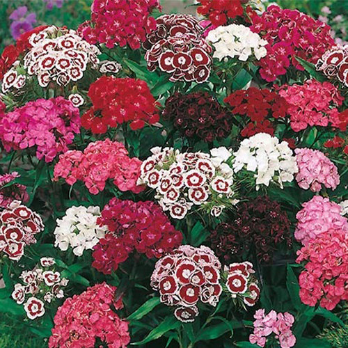 Sweet William Mixed Seeds-1