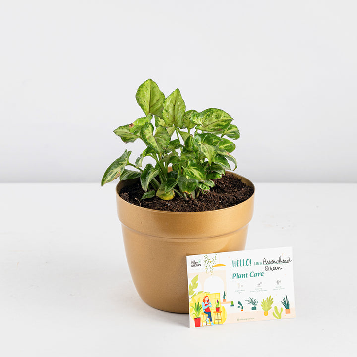 Syngonium Green Plant