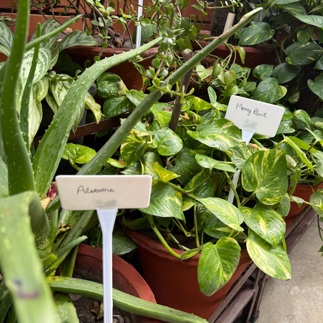 TagMyPlant Garden Label Sticks (Pack of 5)-1