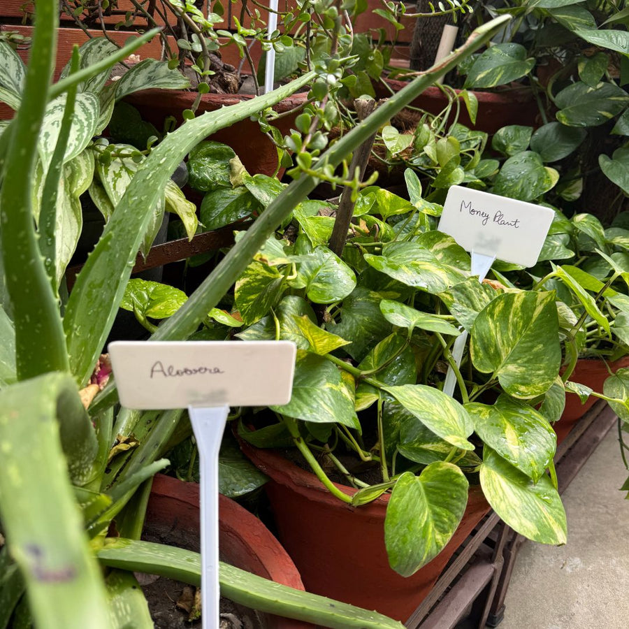 TagMyPlant Garden Label Sticks (Pack of 5)-1