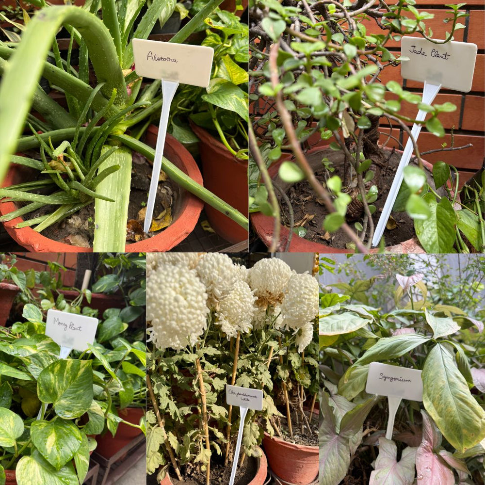 TagMyPlant Garden Label Sticks (Pack of 5)-2