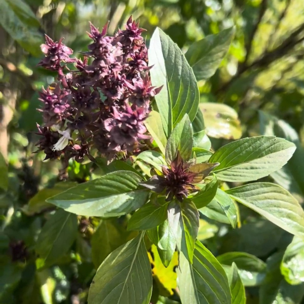 Thai Basil Seeds