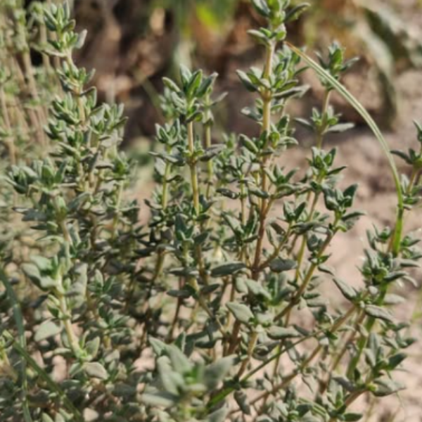 Thyme Seeds