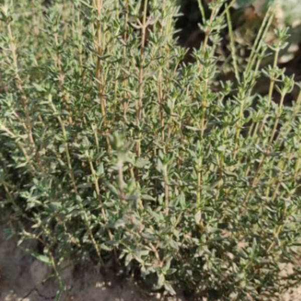 Thyme Seeds