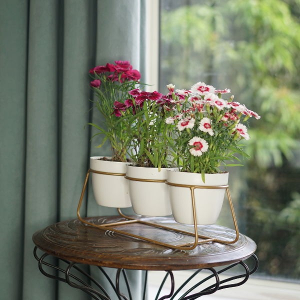 TriBlanco GoldNest Tabletop Trio