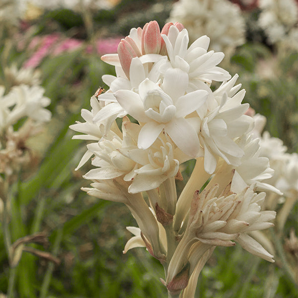 Buy Fragrant Tuberose Lily Bulbs Online HighQuality and Easy to Grow