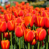 Tulip Banja Luka Bulbs