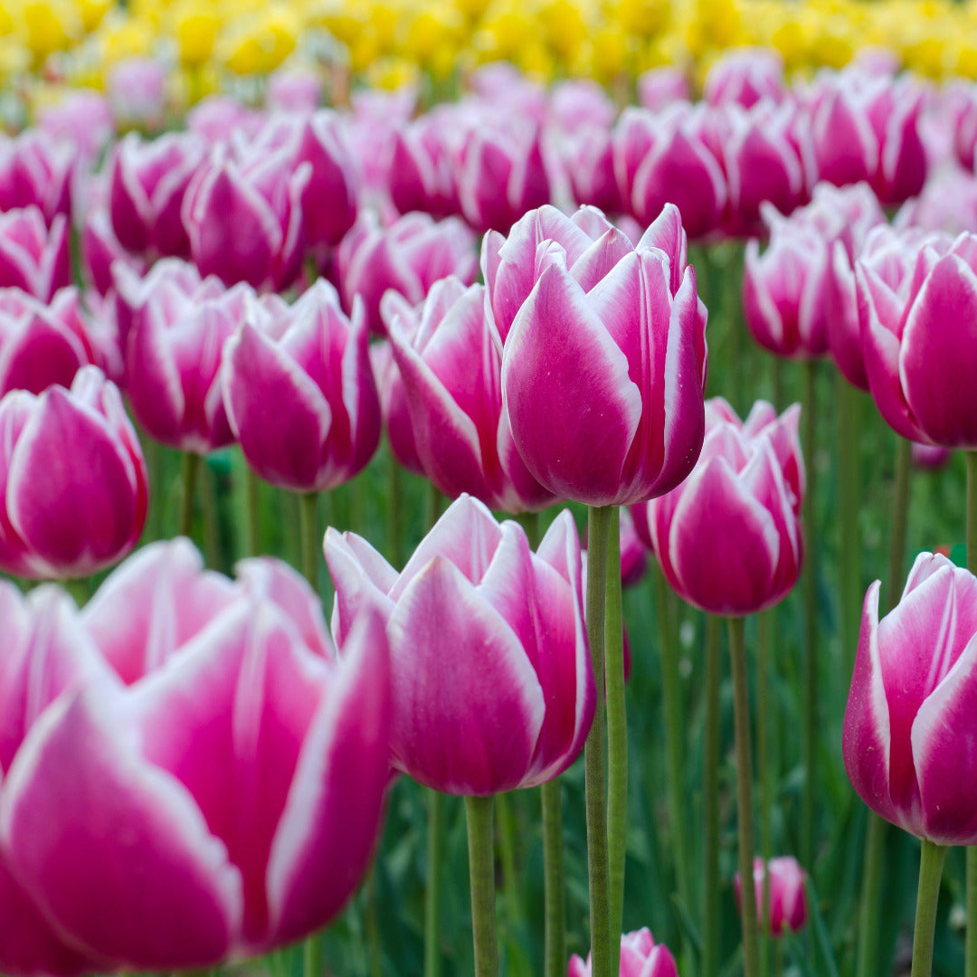 Introducing Tulip Claudia Bulbs for Stunning Spring Blooms ...