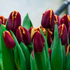 Tulip Doberman Bulbs
