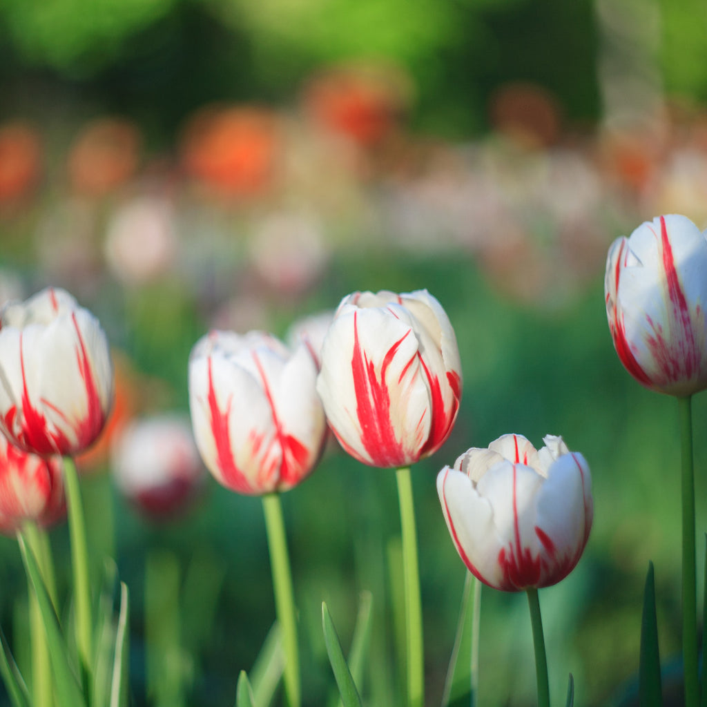 All Bulbs