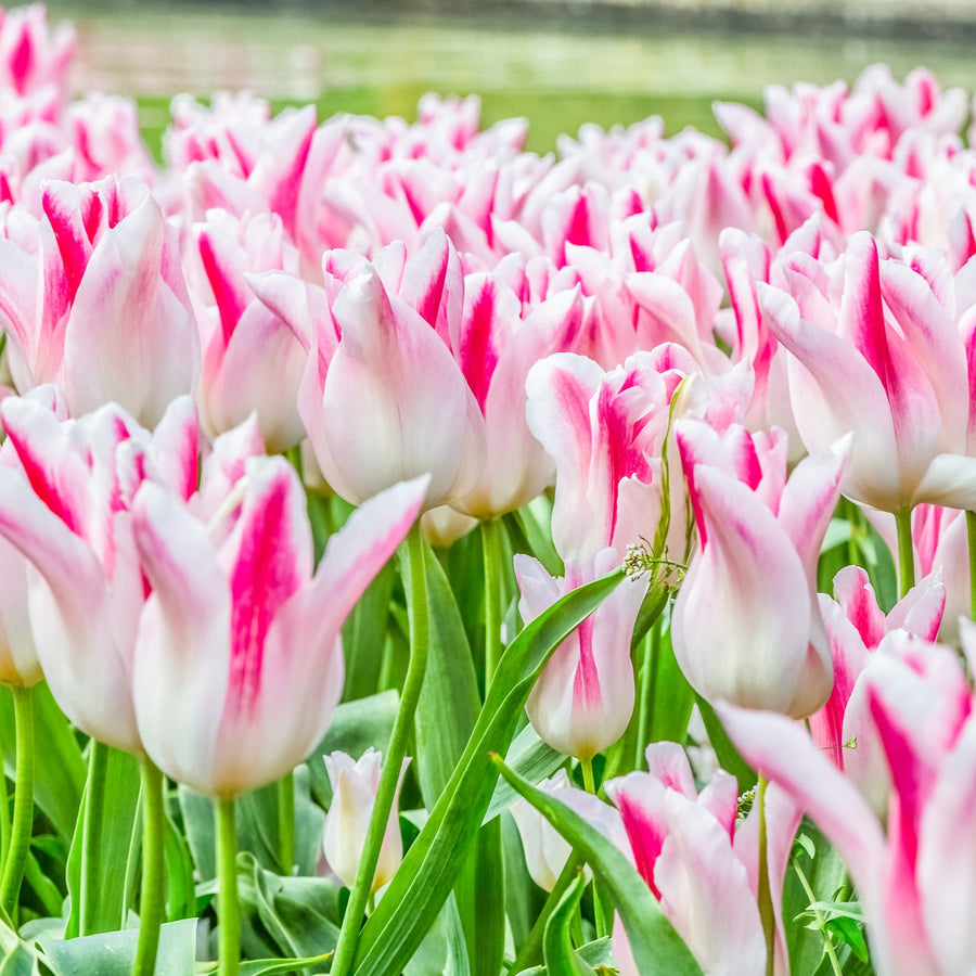 Tulip Holland Chic Bulbs