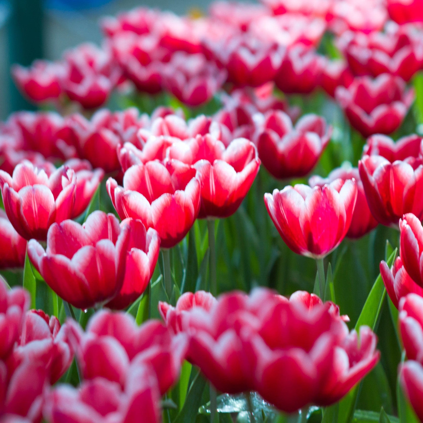 Bulbs Collection