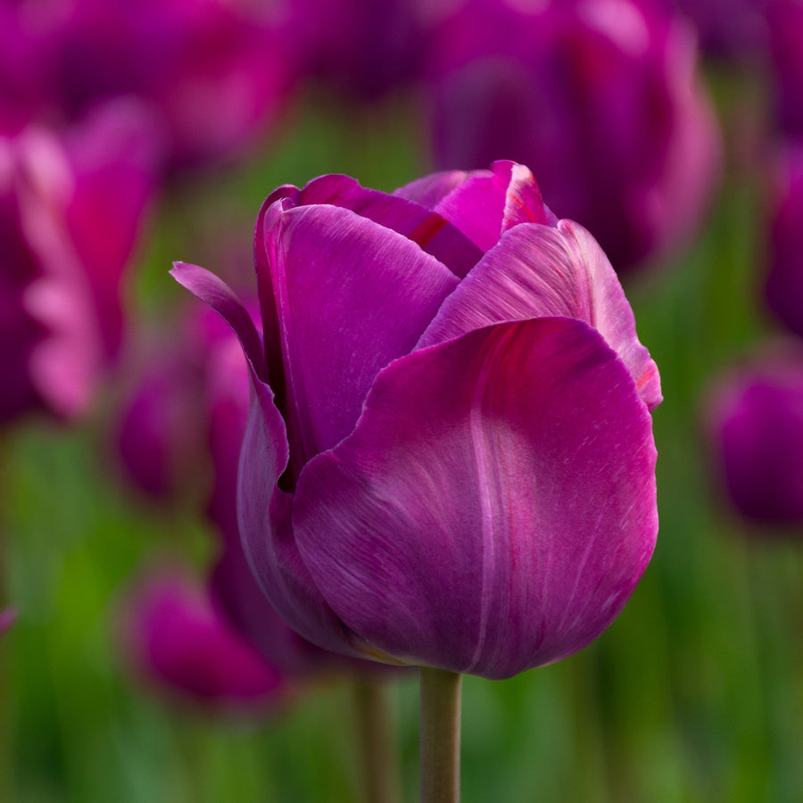 Tulip Negrita Triumph Bulbs