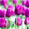 Tulip Purple Prince Bulbs