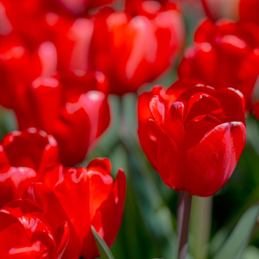 Tulip Red Impression Bulbs