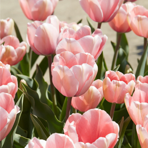 Tulip Salmon Van Eijk Bulbs-1