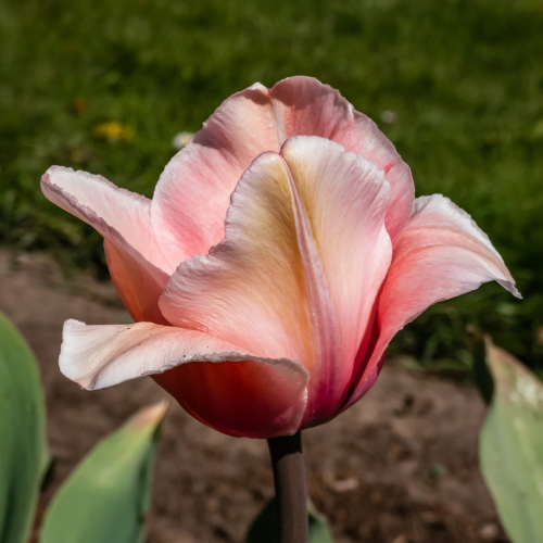 Tulip Salmon Van Eijk Bulbs-2
