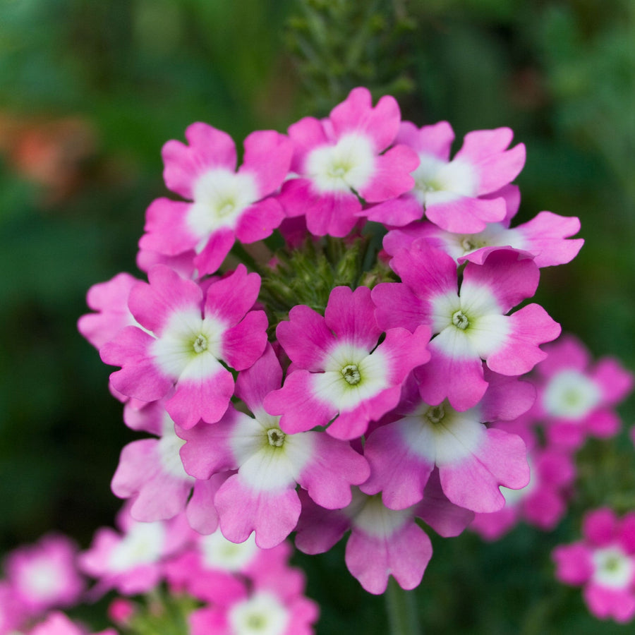Verbena Tenuisecta Mix Flower Seeds