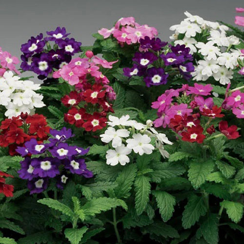 Verbena Mixed Seeds-1