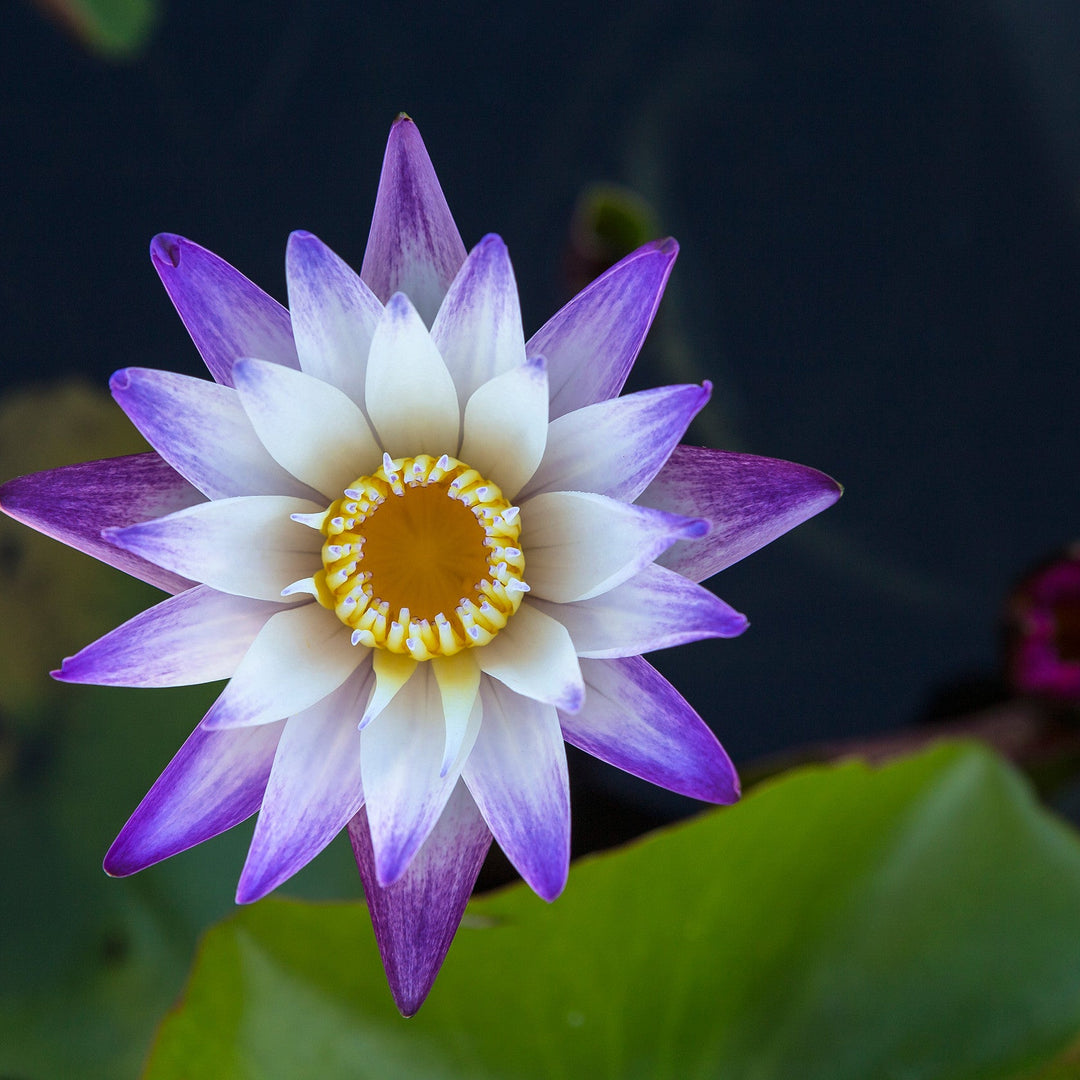 White and Purple Lotus Bulbs