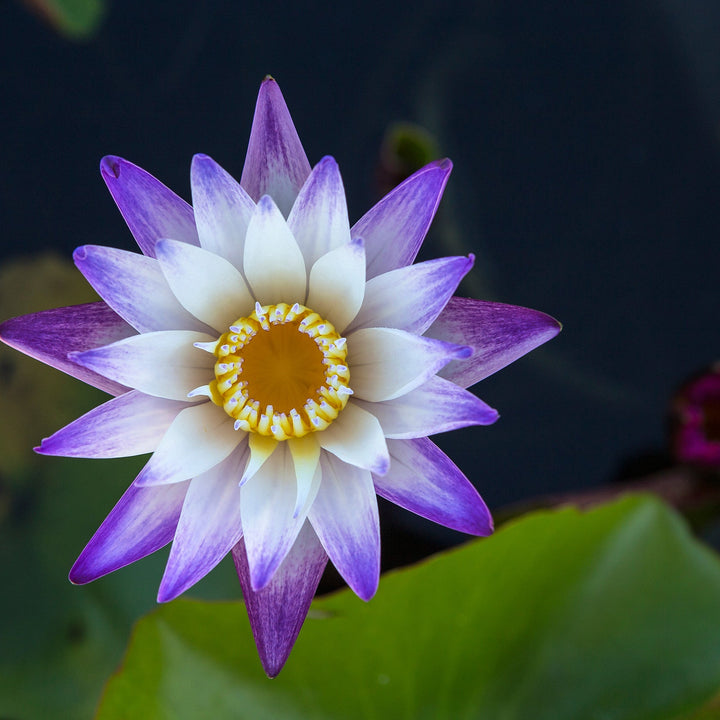 White and Purple Lotus Bulbs