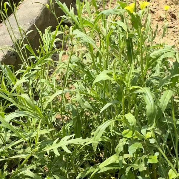 Wild Rocket Seeds