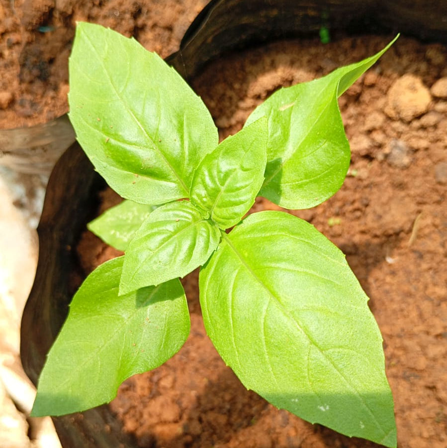 Basil Green Seeds