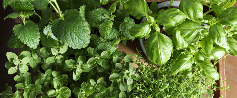 Herbs
