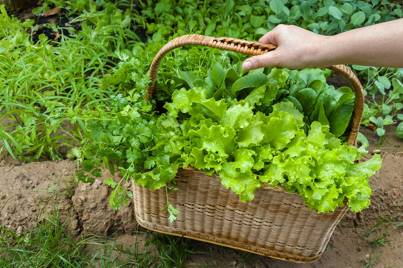Leafy greens and veggies
