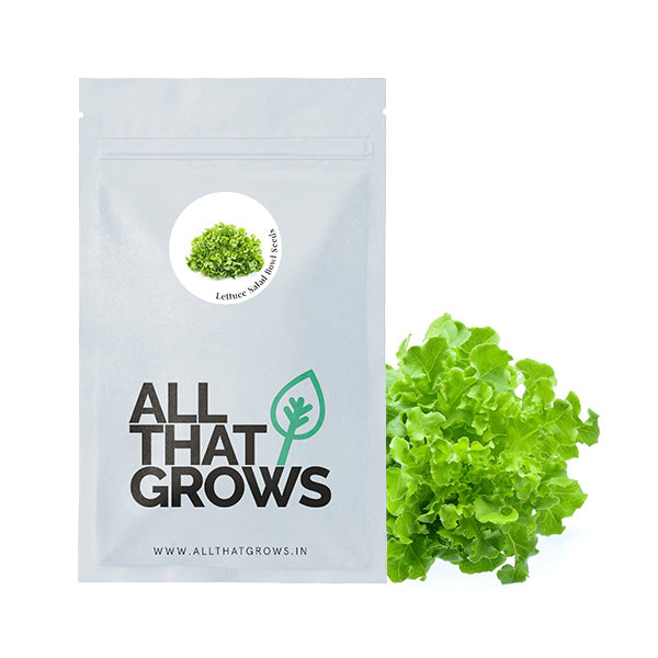 Salad Bowl Leaf Lettuce Seeds