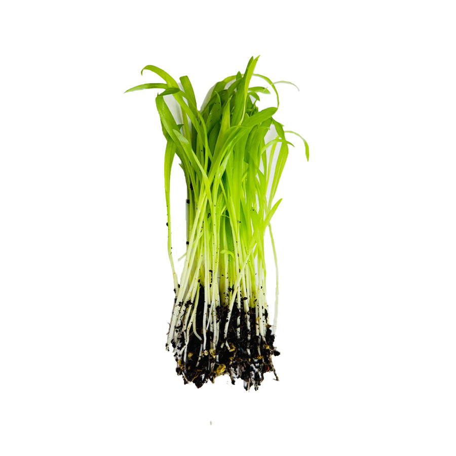 Sorghum (Bajra) Microgreen Seeds
