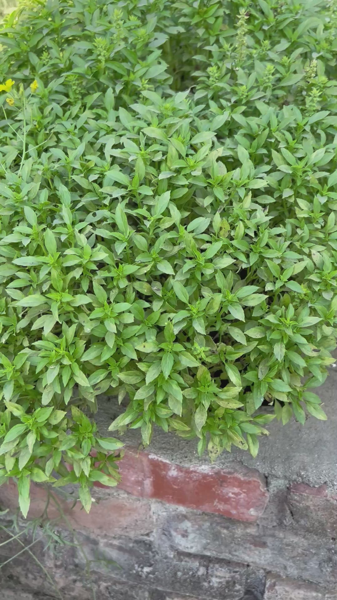 Basil Greek Ball Seeds