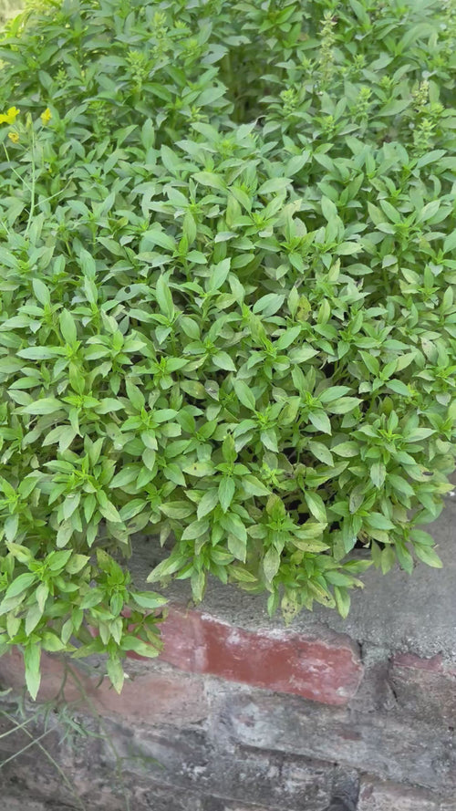 Basil Greek Ball Seeds