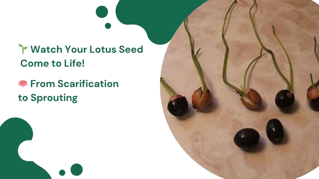 Breaking open lotus bulbs