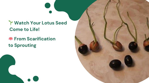 Breaking open lotus bulbs
