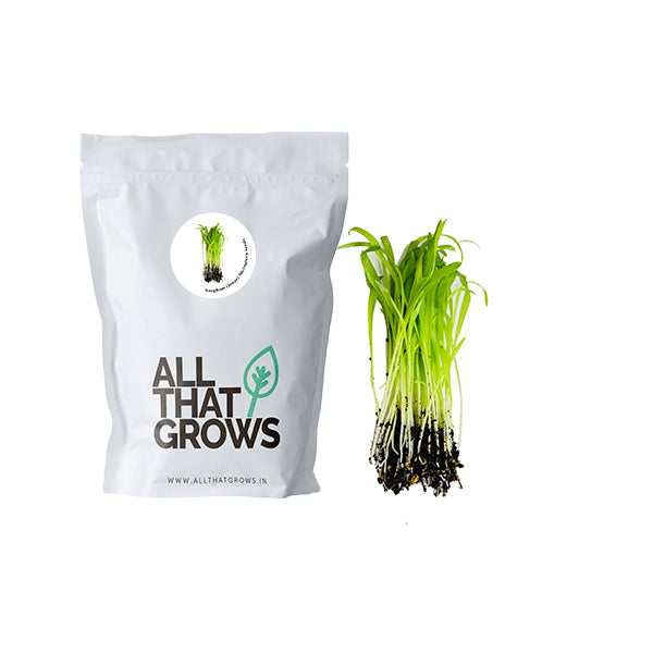Sorghum (Jowar) Microgreen Seeds