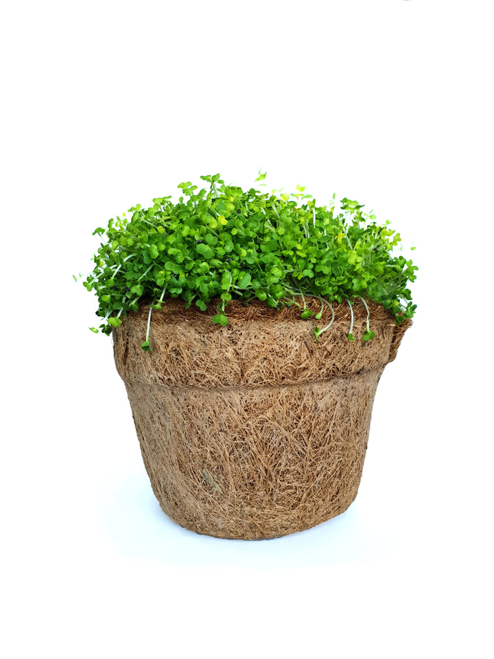 Pak Choi Microgreen Seeds