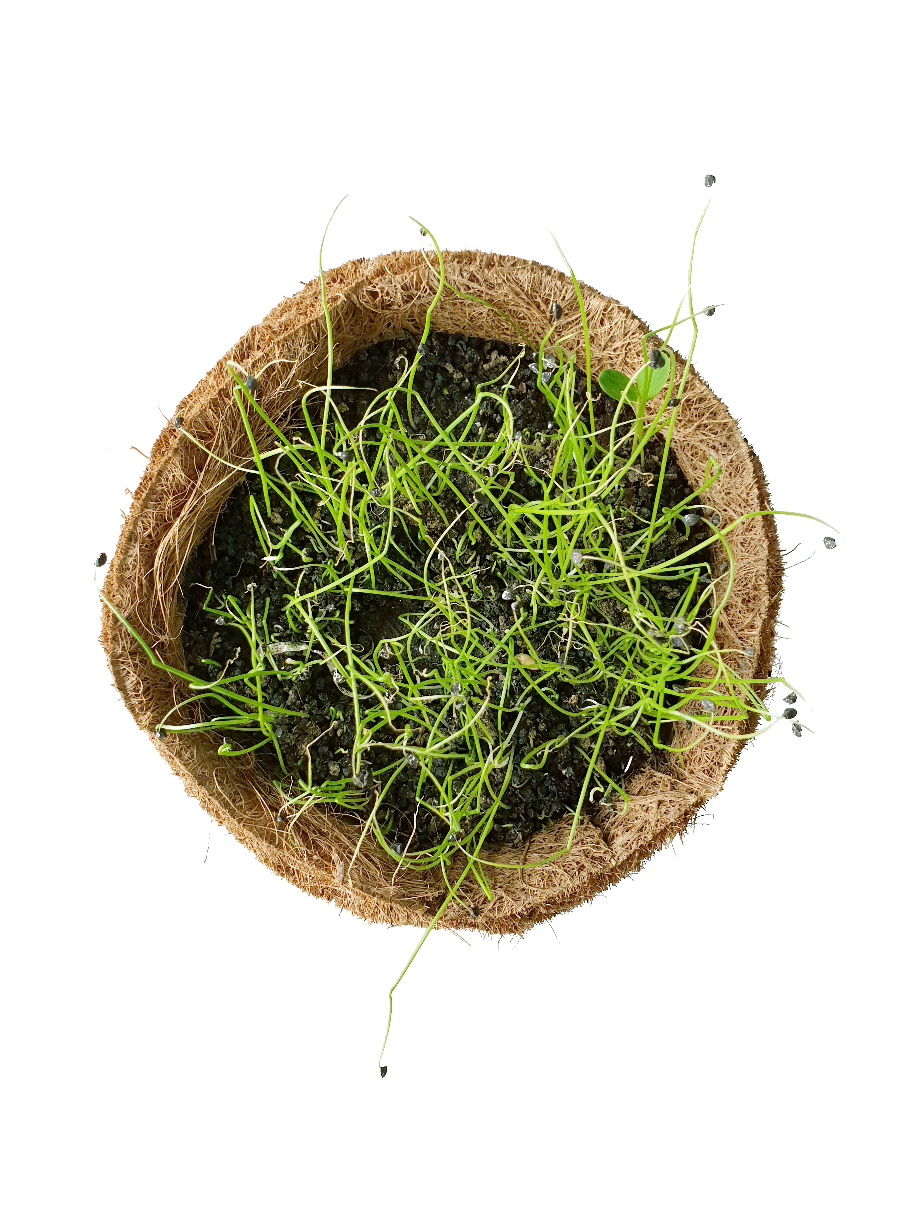18+ Onion Microgreen Seeds Onion Microgreen Seeds | Non-GMO, Non-Hybrid Seeds Online