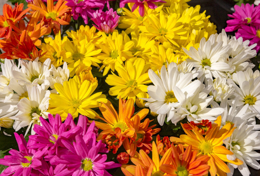 Dahlia Bambino Dwarf Flower Seeds