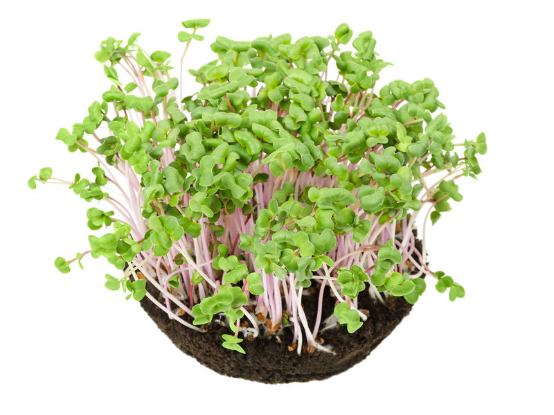 BUY SEEDS FOR A MICROGREEN GARDEN