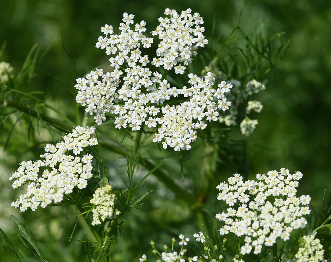 Anise Herb