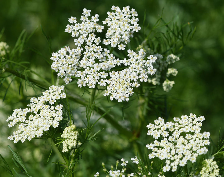 Anise Herb