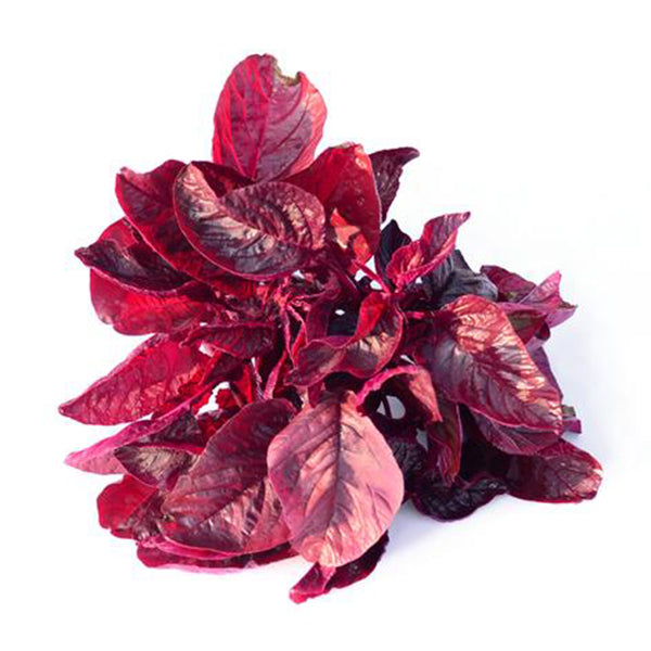 Amaranthus Seeds Collection