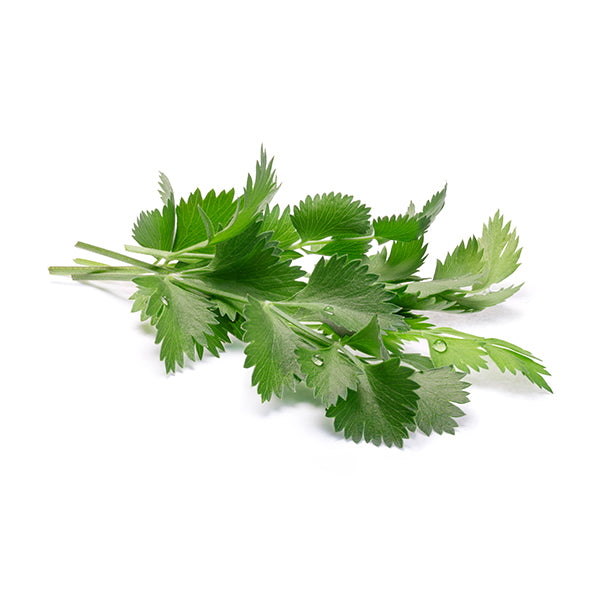 Herb Seeds