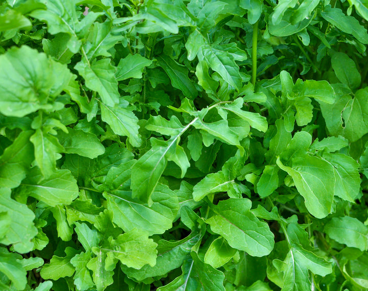 Arugula 
