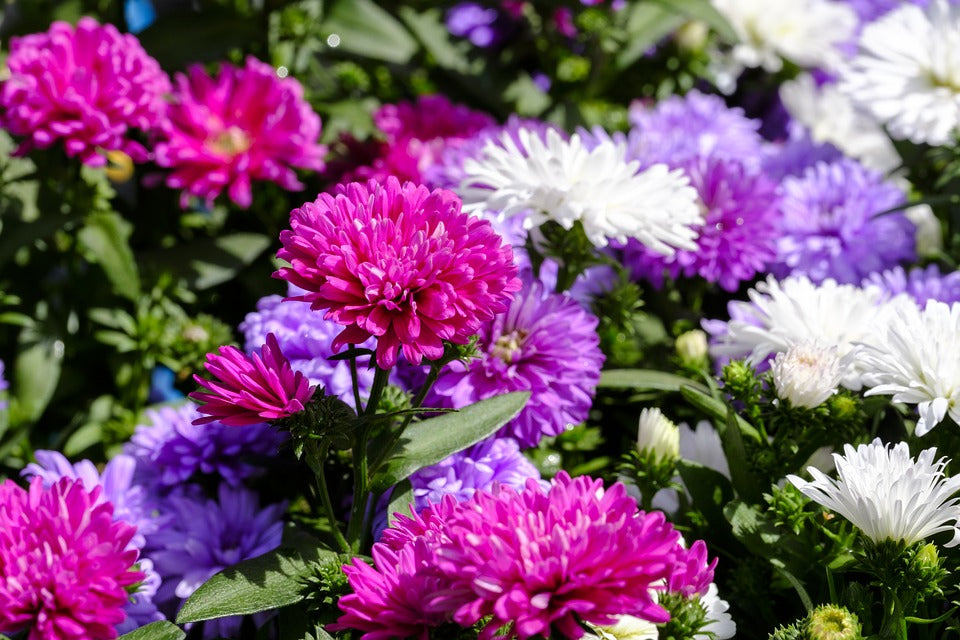 Aster Pompon Mixed Flower Seeds