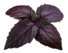 Basil Purple Seeds