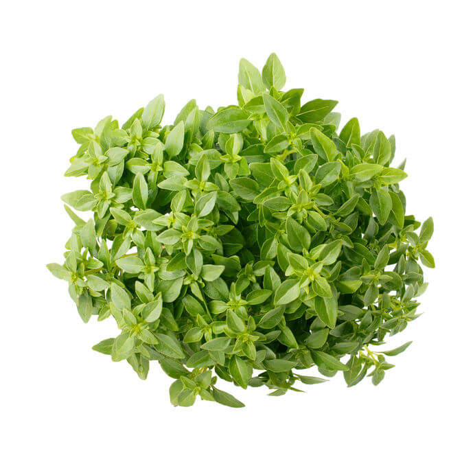 Basil Greek Ball Seeds