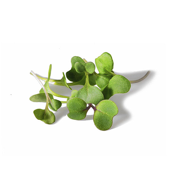 Broccoli Microgreens
