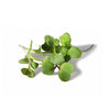 Broccoli Microgreen Seeds